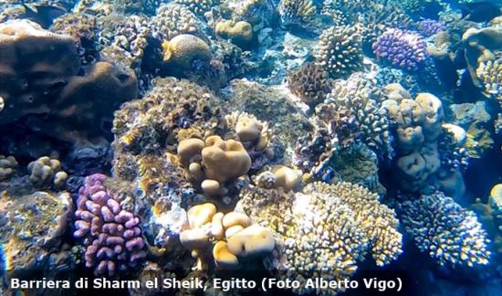 I colori della barriera corallina